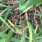 biobased_raw_material_-C4-grasses_Miscanthus